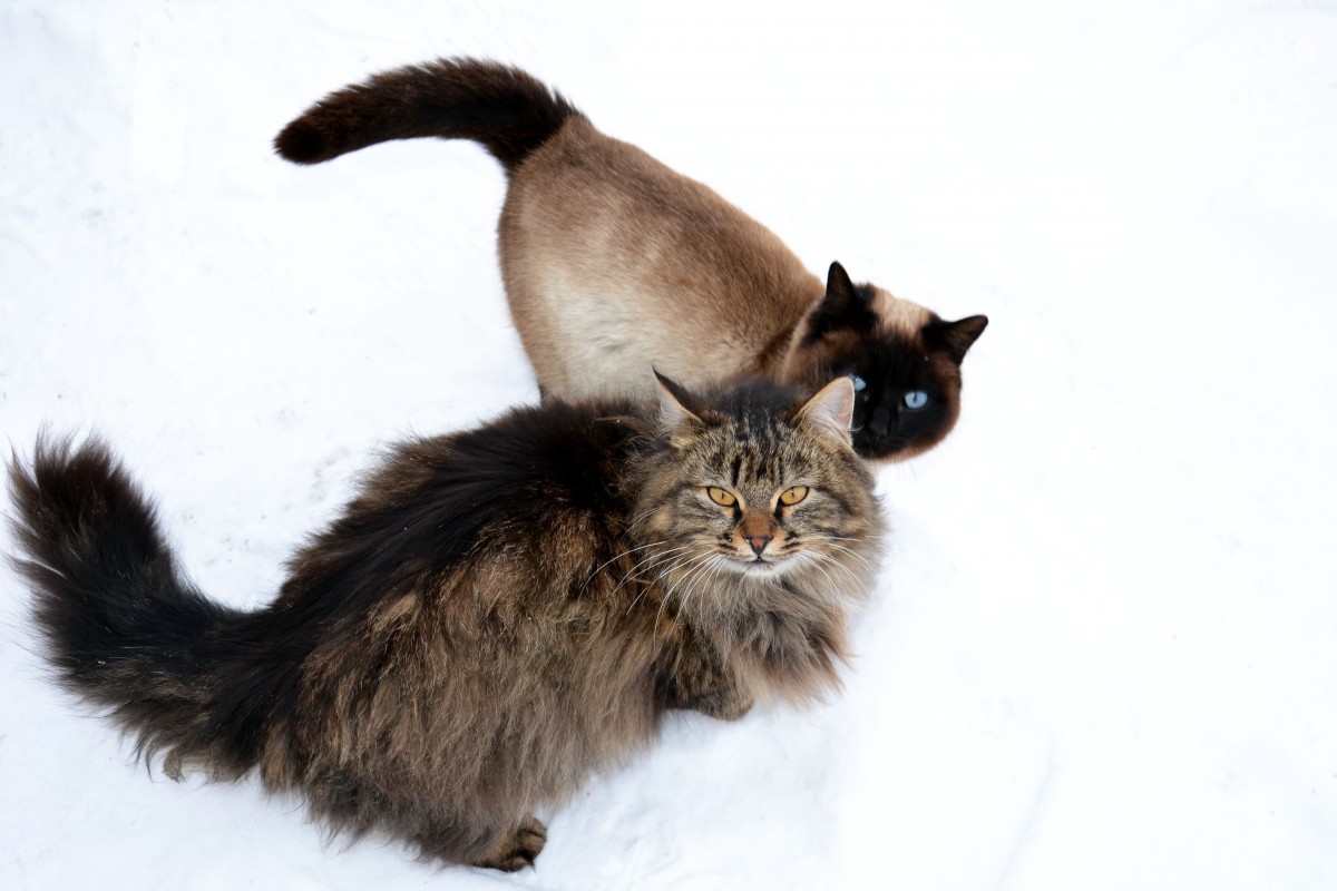 Chat d�appartement : quelles races s�adaptent le mieux ?